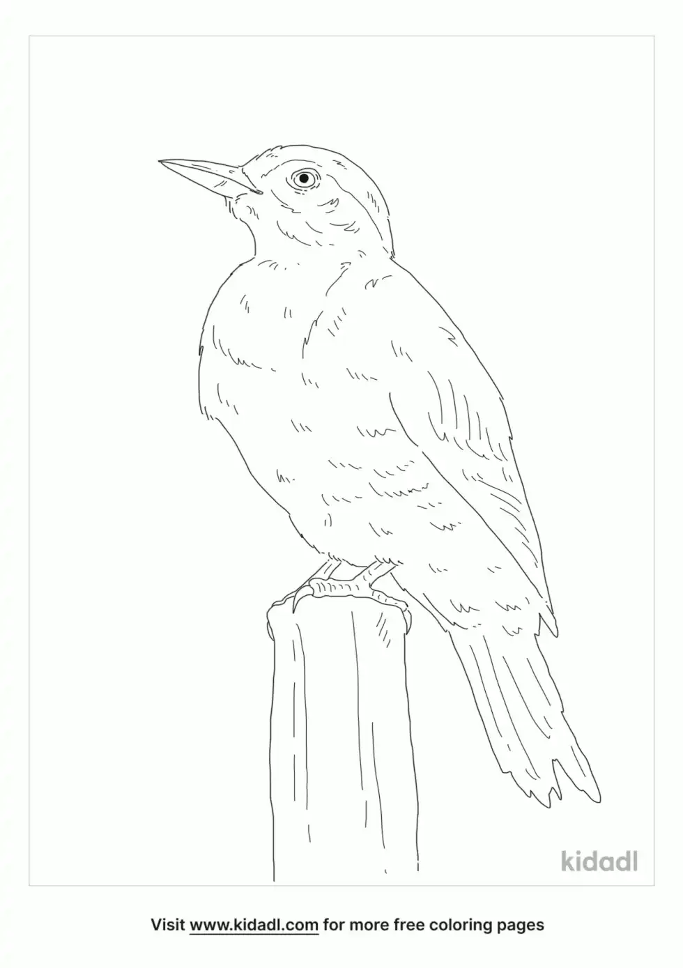 Campo Flicker Coloring Page