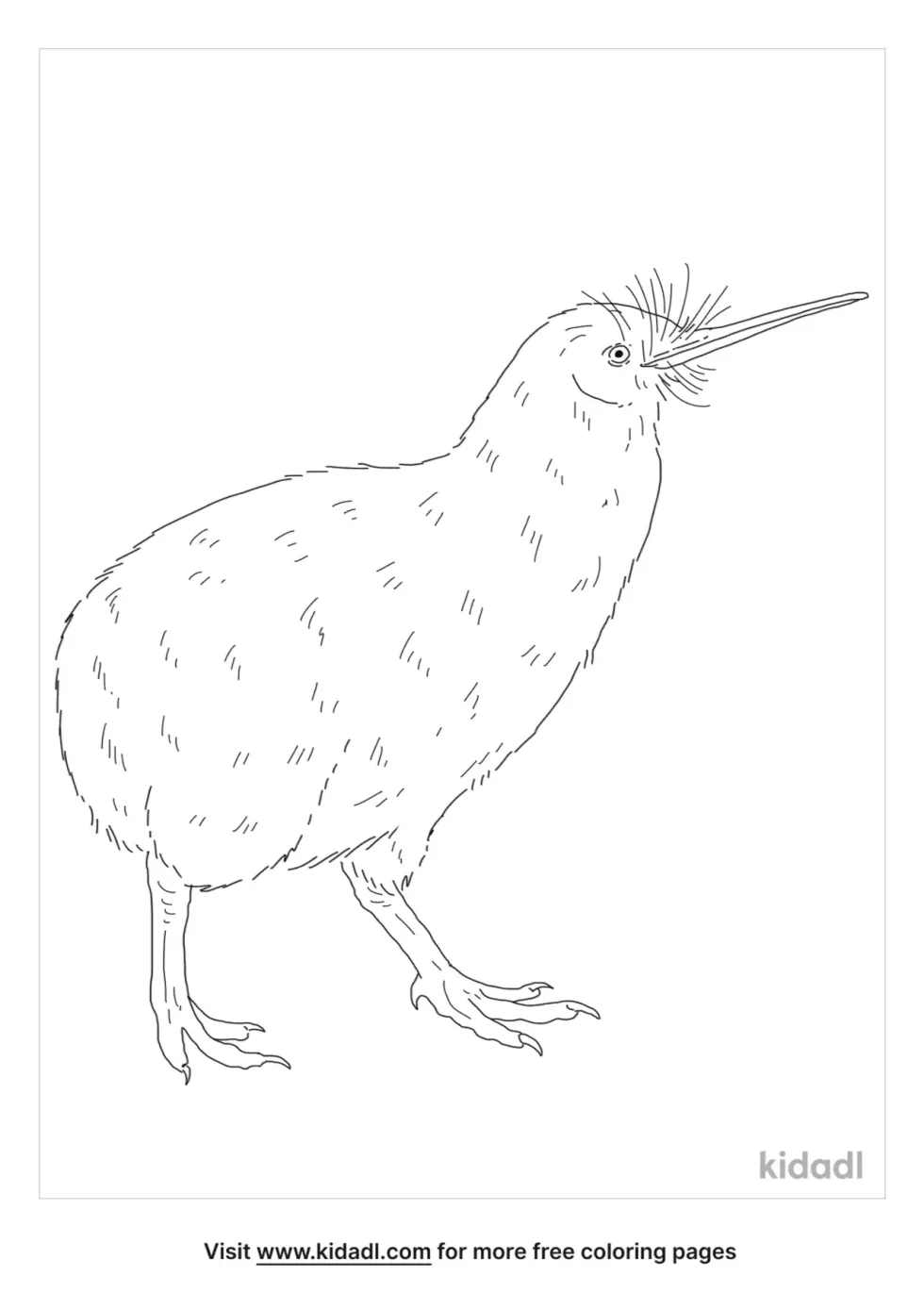 Great Spotted Kiwi Coloring Page