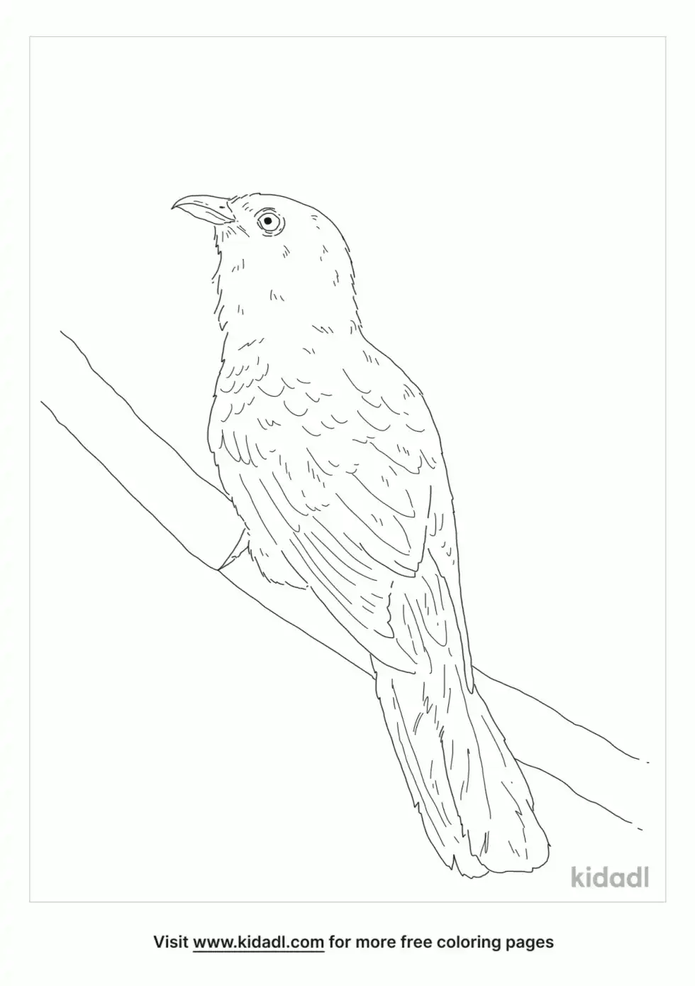 Asian Koel Coloring Page