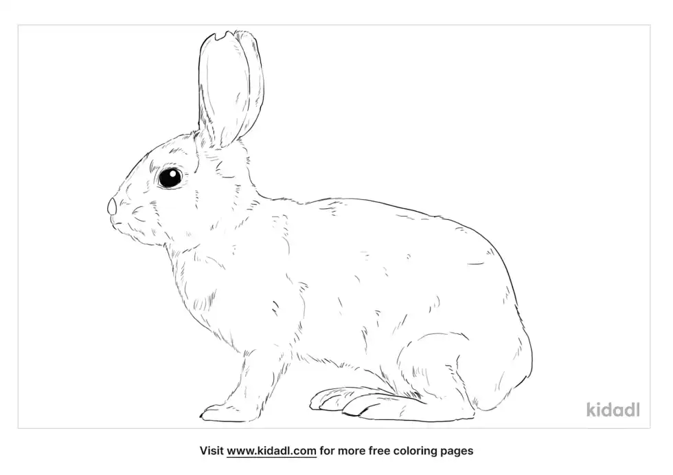 Desert Cottontail Coloring Page
