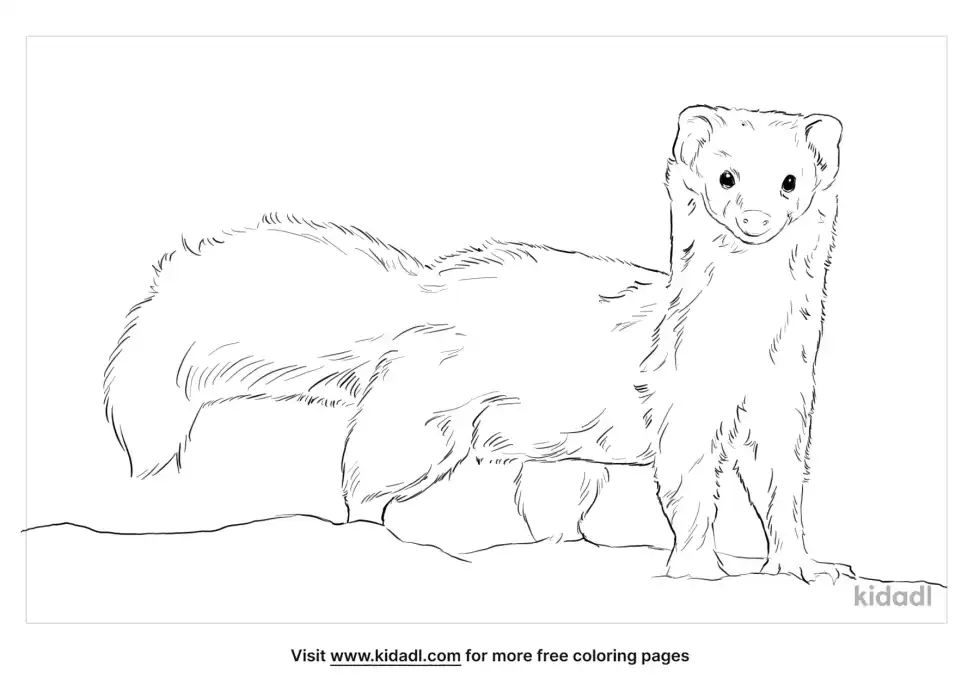 Yellow-Bellied Weasel Coloring Page