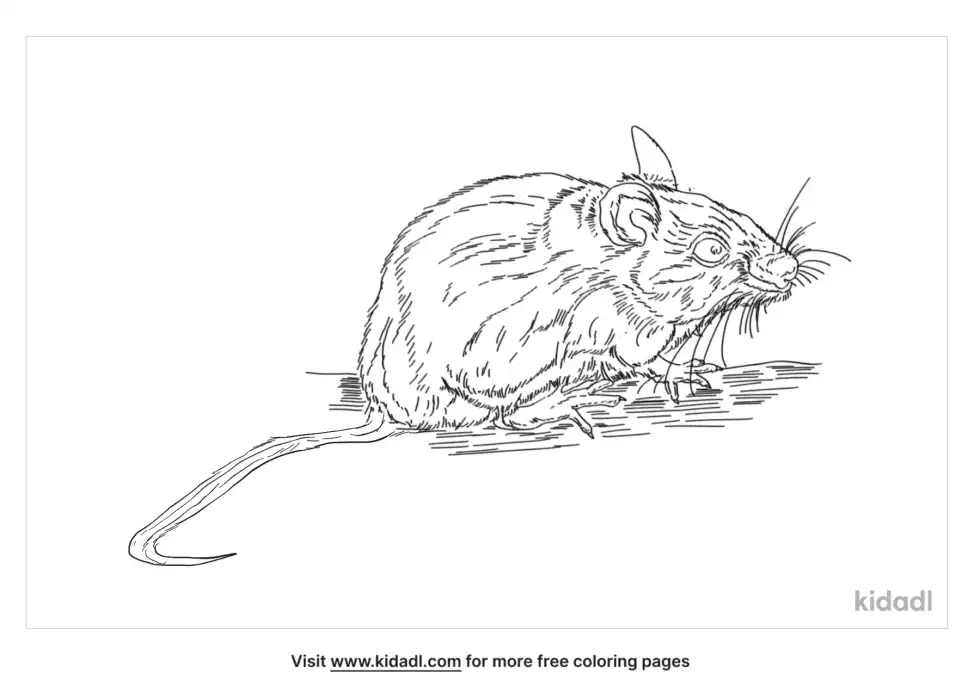 Southern Plains Woodrat Coloring Page