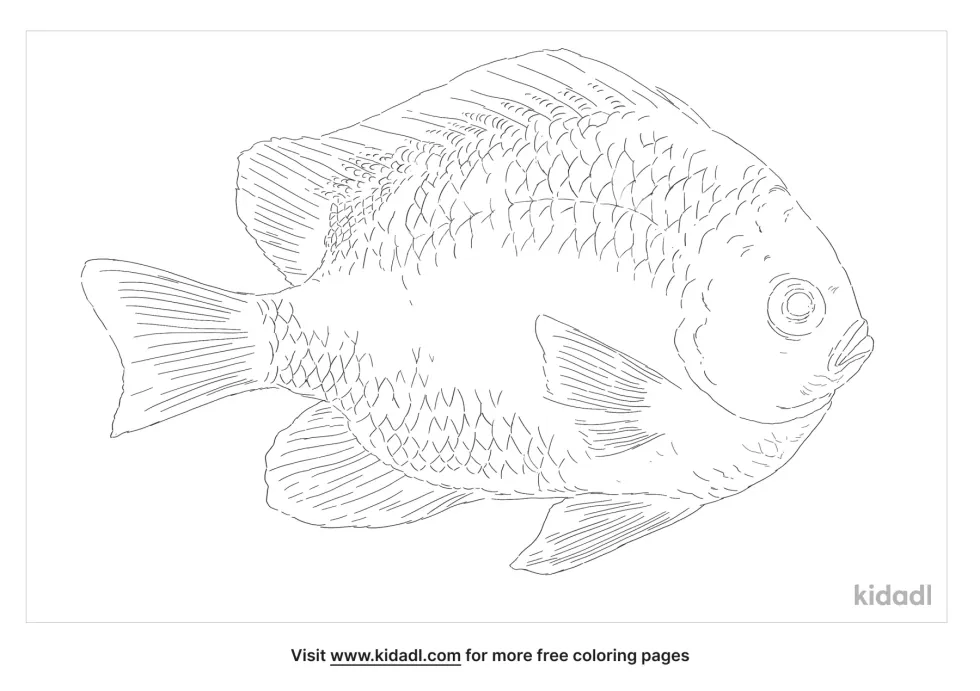 Black Damselfish Coloring Page