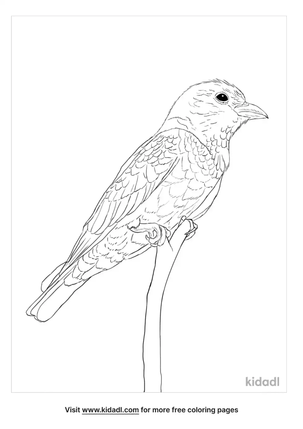 Dollar Bird Coloring Page