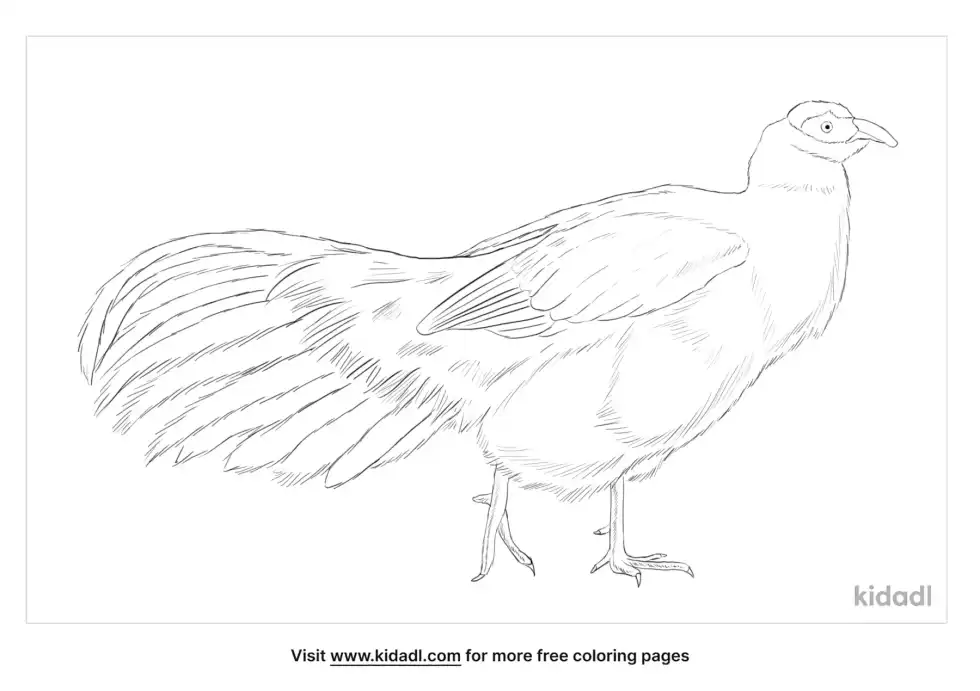 White-Eared Pheasant Coloring Page