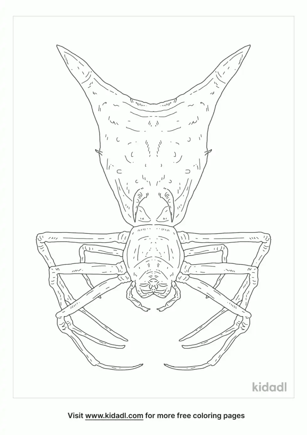 Arrow Shaped Micrathena Coloring Page