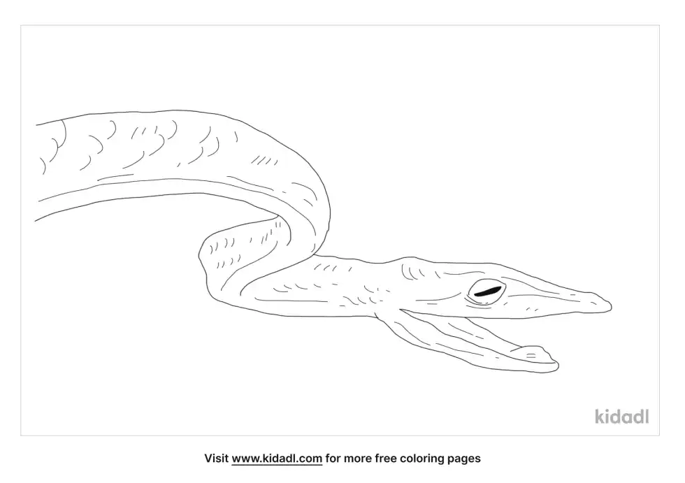 Asian Vine Snake Coloring Page
