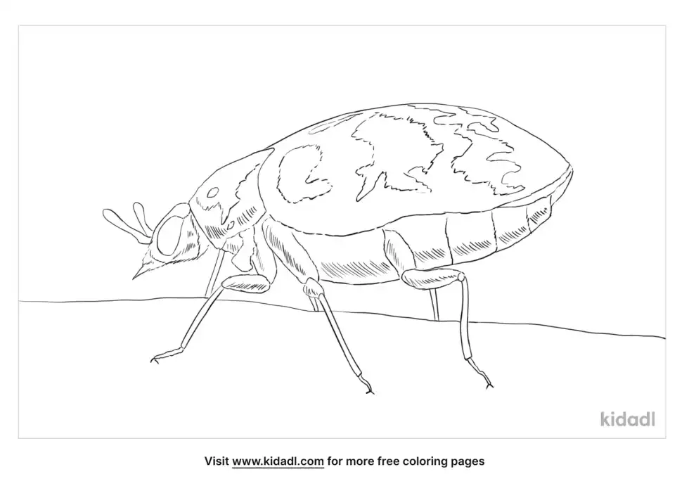 Varied Carpet Beetle Coloring Page
