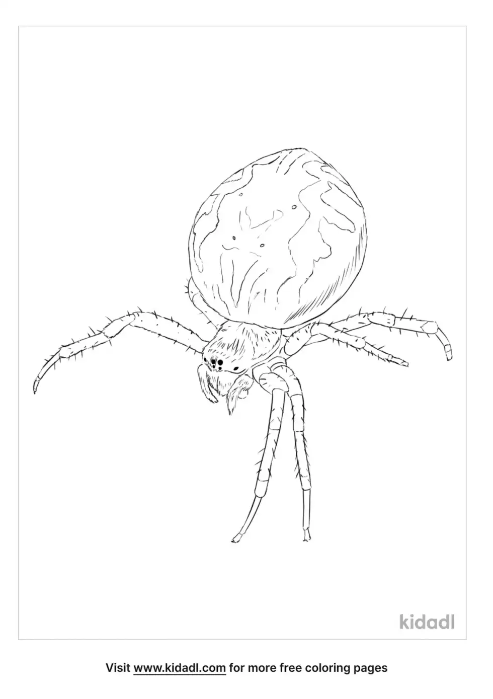 Garden Orb Weaver Spider Coloring Page