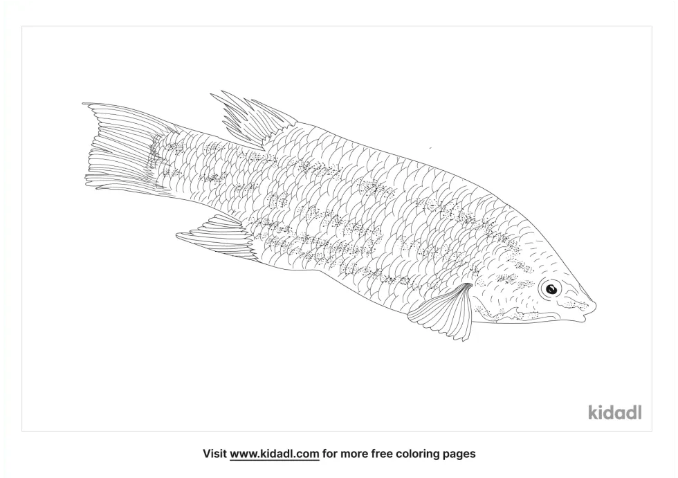 Mexican Hogfish Coloring Page