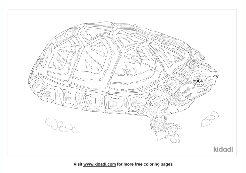 Mexican Mud Turtle Coloring Page