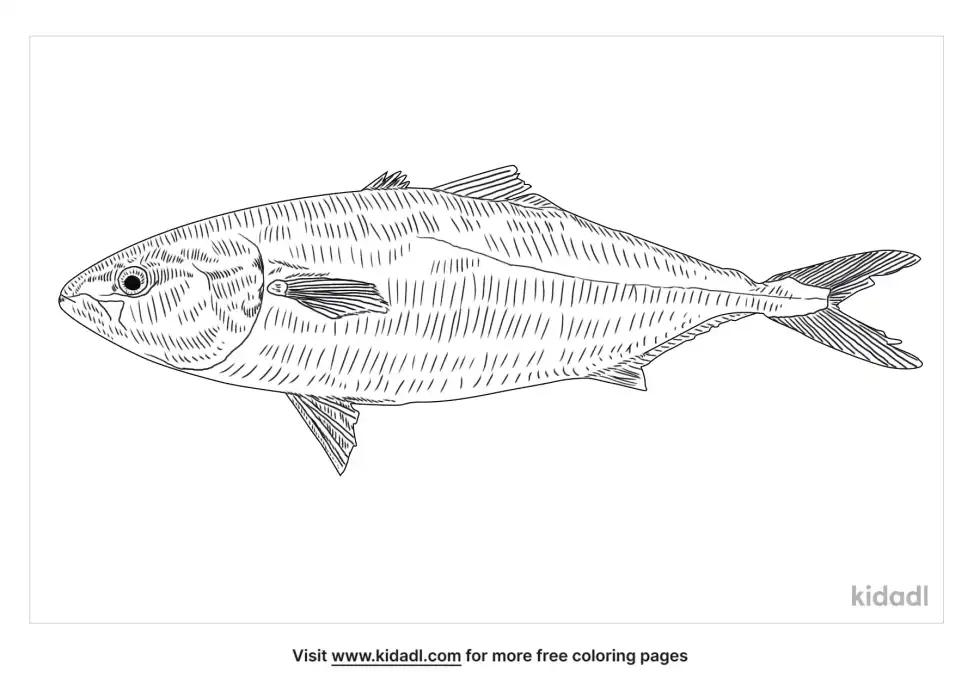 Japanese Amberjack Coloring Page