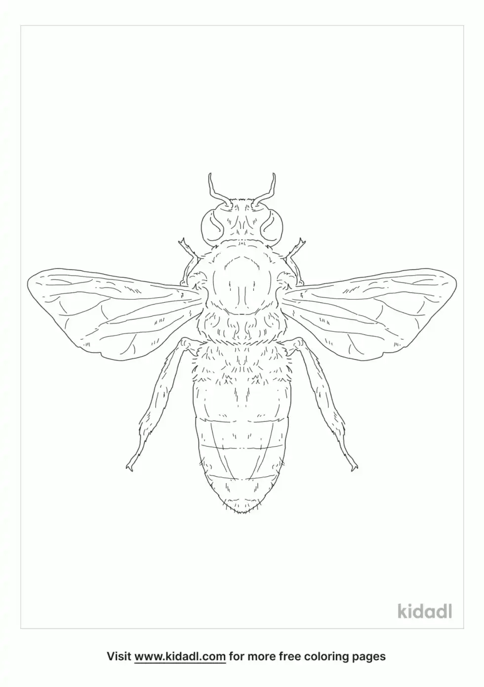Apis Florea Coloring Page