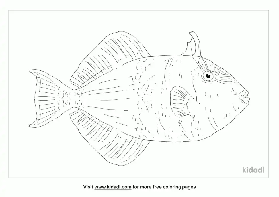 Black Triggerfish Coloring Page