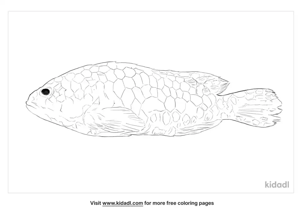 Greasy Grouper Coloring Page