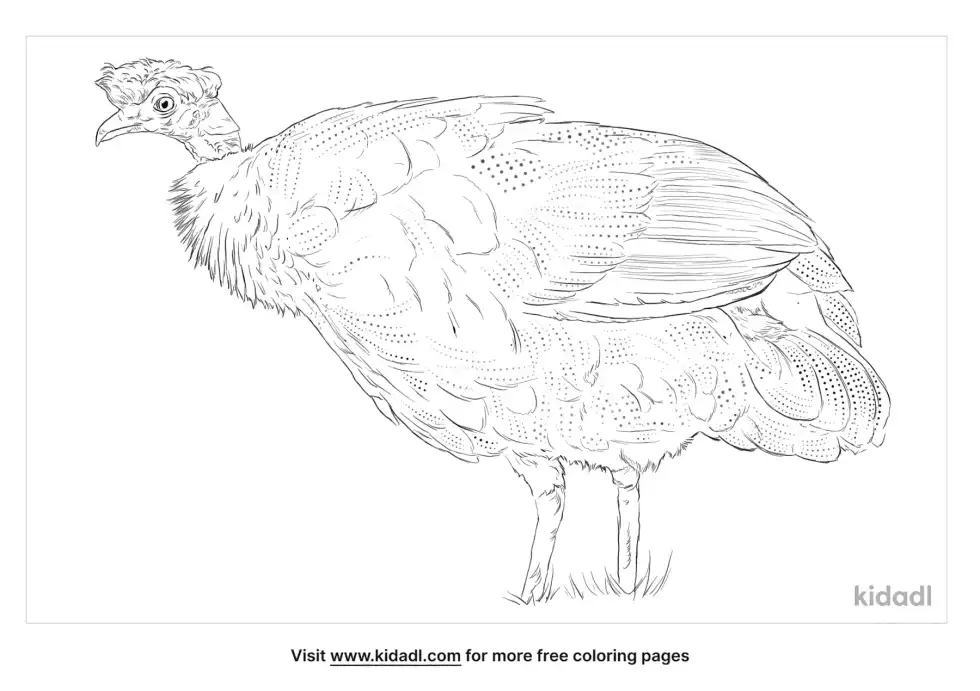Crested Guineafowl Coloring Page