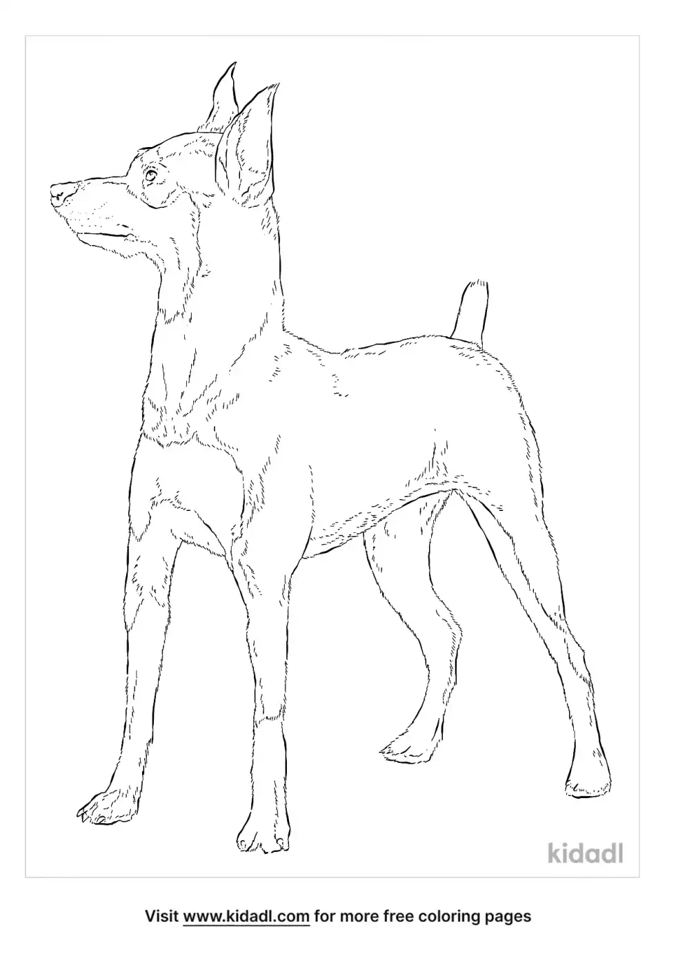 Miniature Pinscher Coloring Page