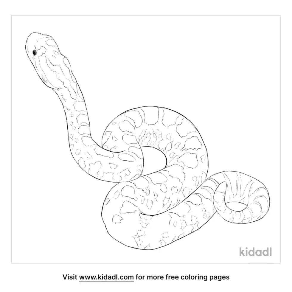Crotalus Enyo Coloring Page