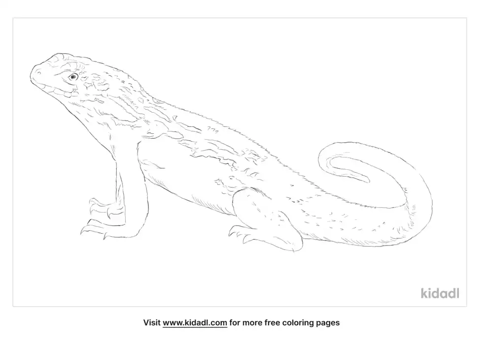 Curly Tailed Lizard Coloring Page