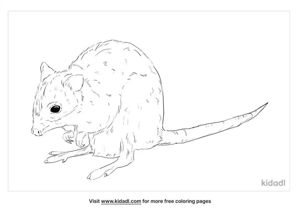Dark Kangaroo Mouse Coloring Page