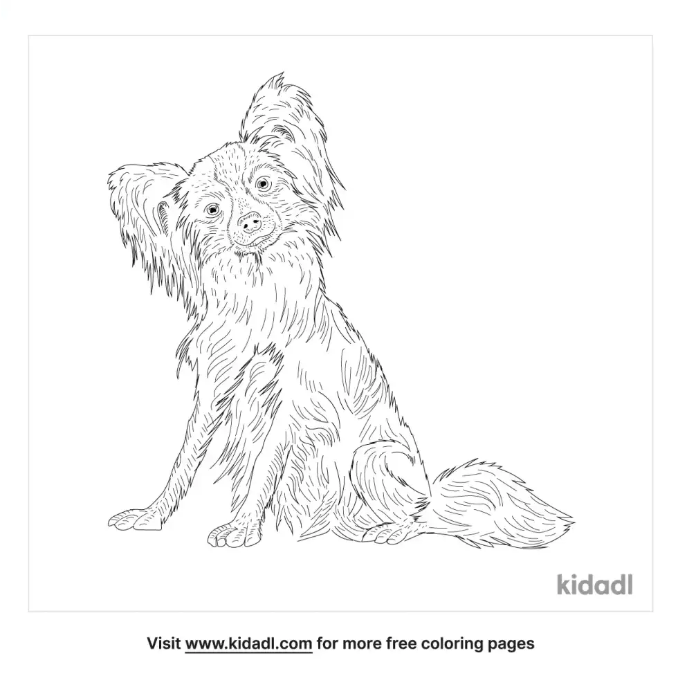 Papillon Coloring Page