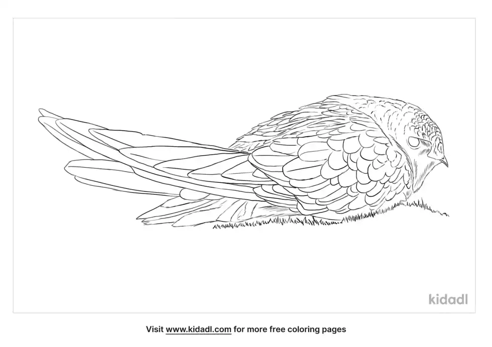 Black Swift Coloring Page