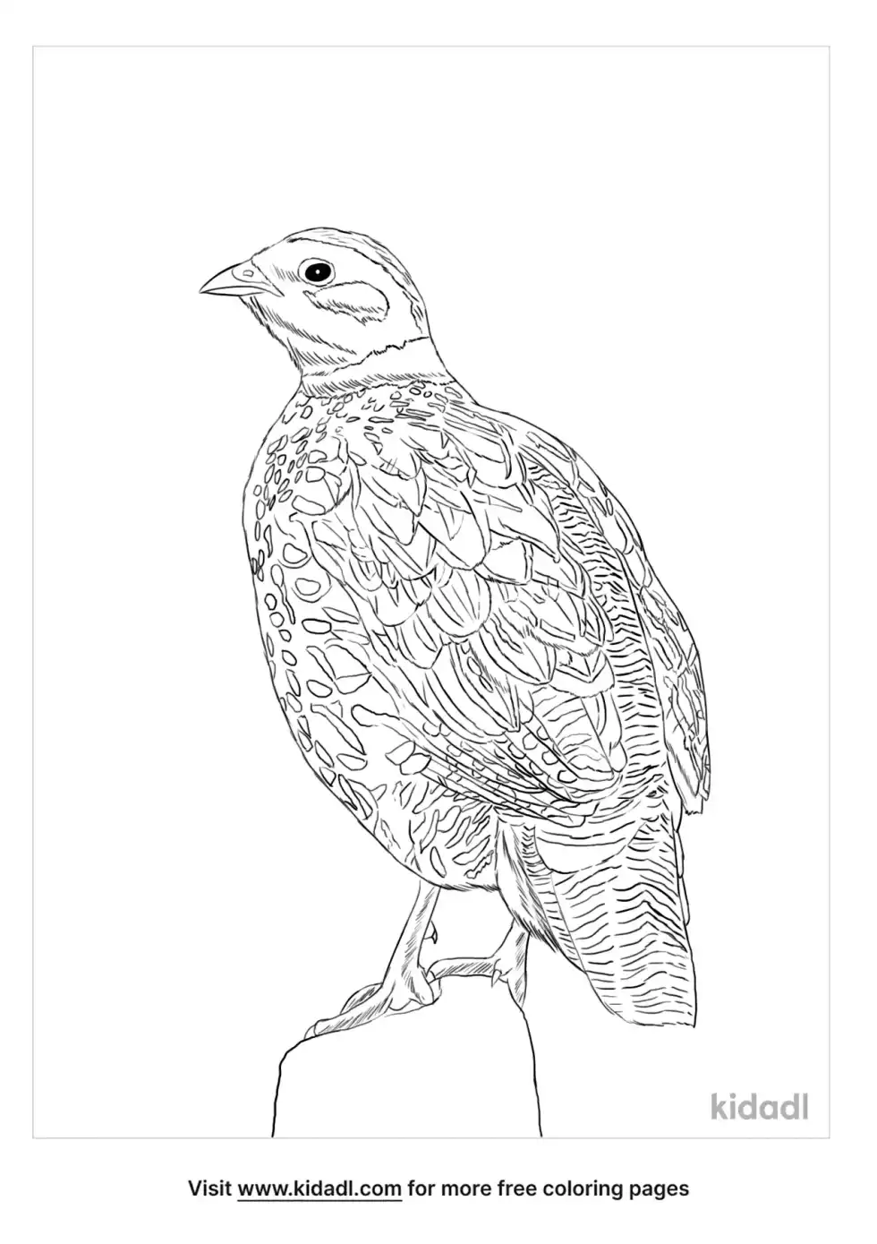 Black Partridge Coloring Page