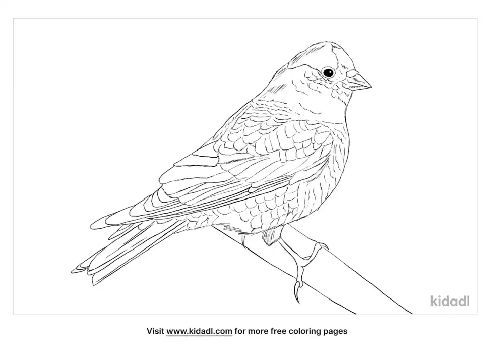 Black Rosy-Finch Coloring Page