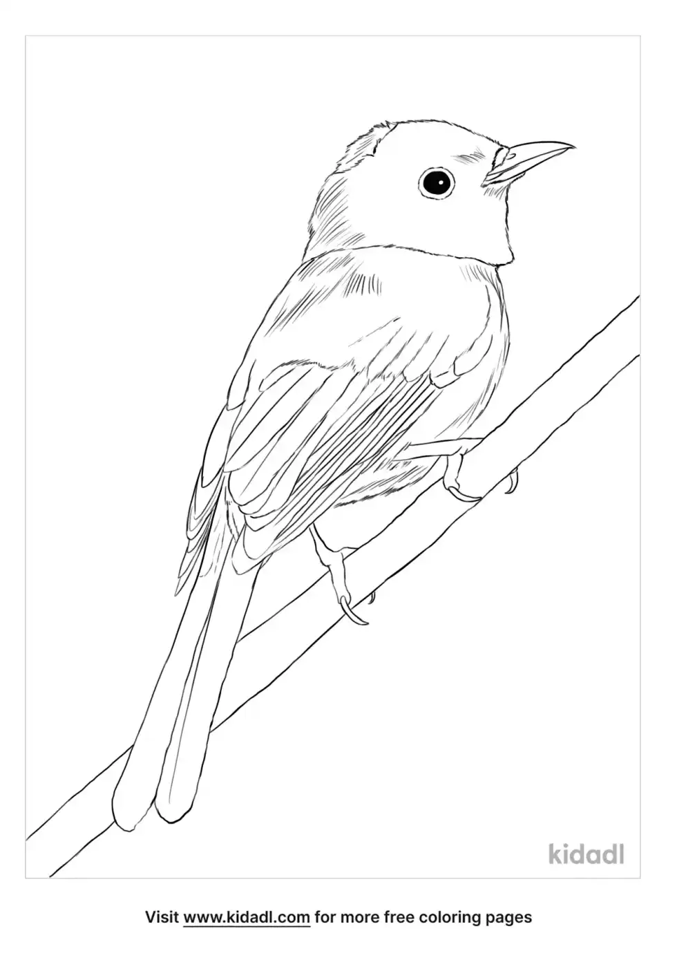 Black-Naped Monarch Coloring Page