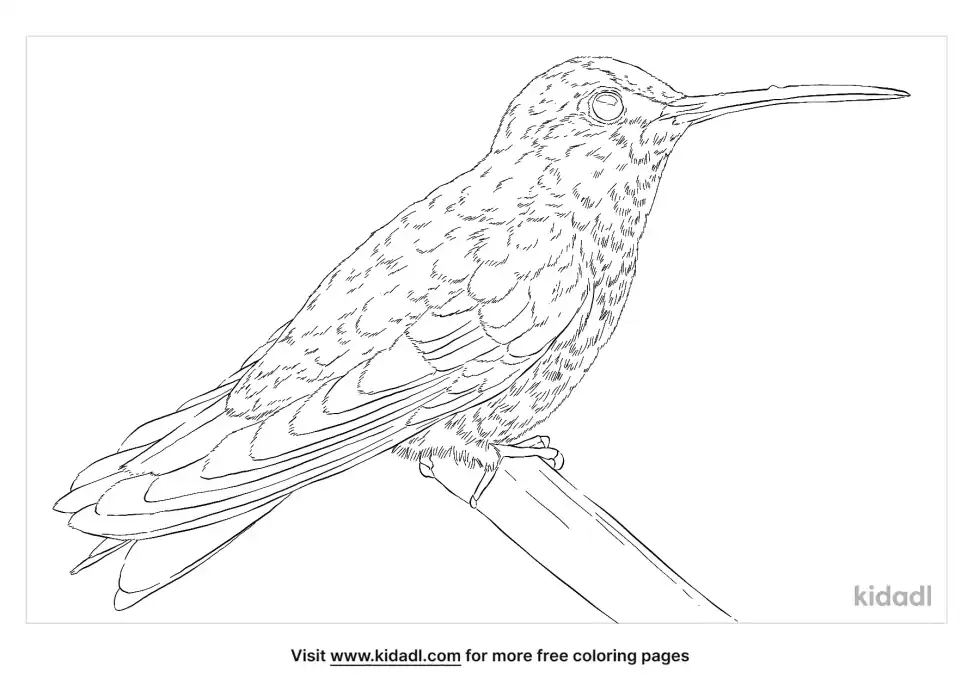 Broad-Billed Hummingbird Coloring Page