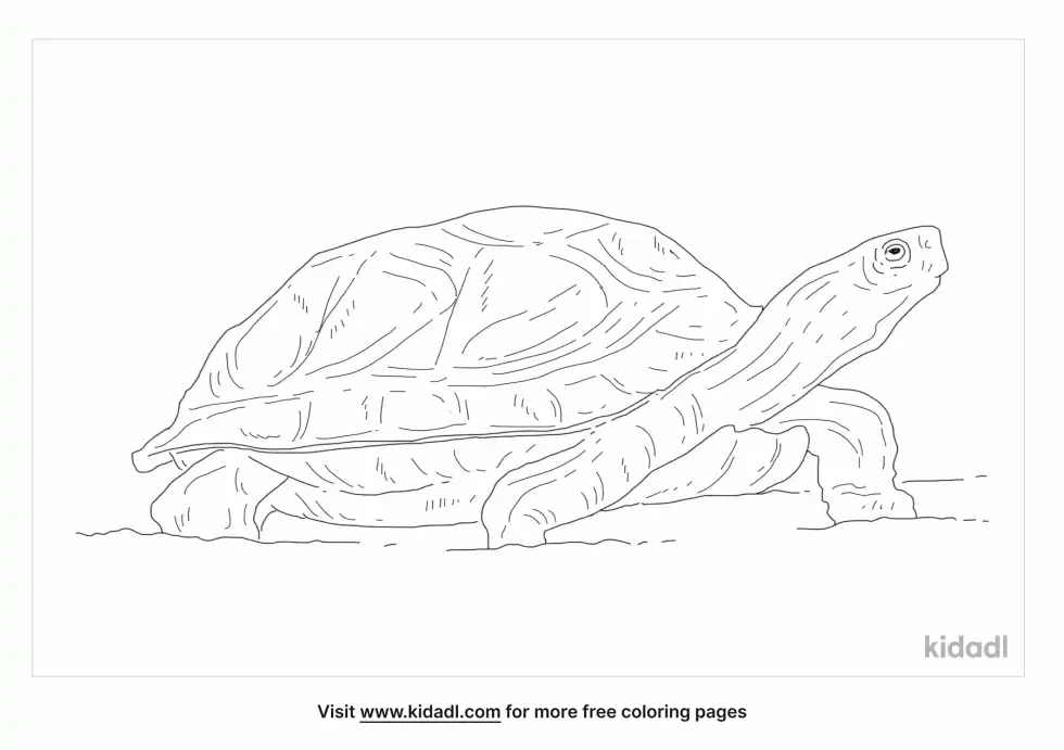 Central American Wood Turtle Coloring Page