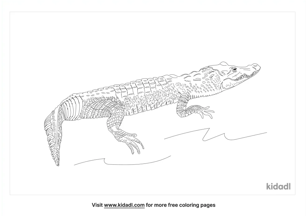 Morelet Crocodile Coloring Page