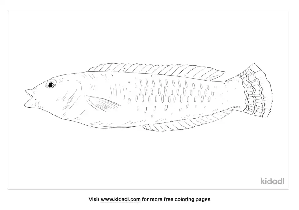 Yellowhead Wrasse Coloring Page