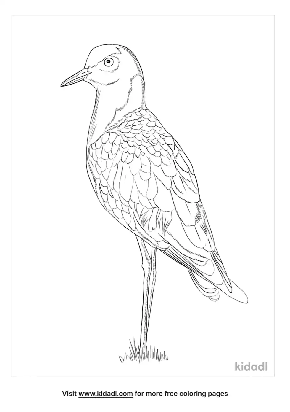 Blacksmith Lapwing Coloring Page