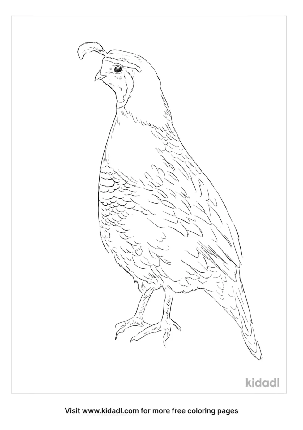 New Zealand Quail Coloring Page
