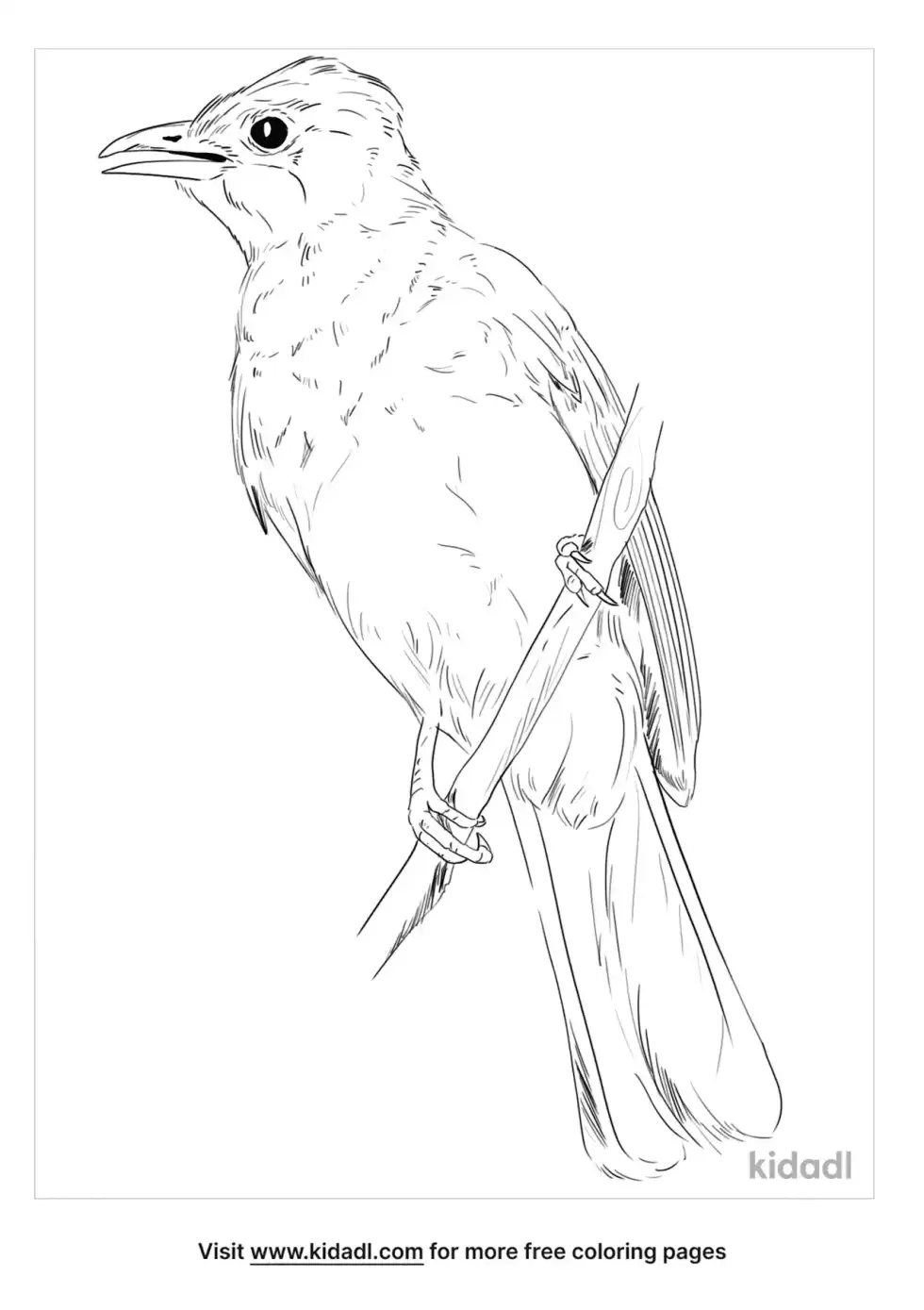 Common Bulbul Coloring Page