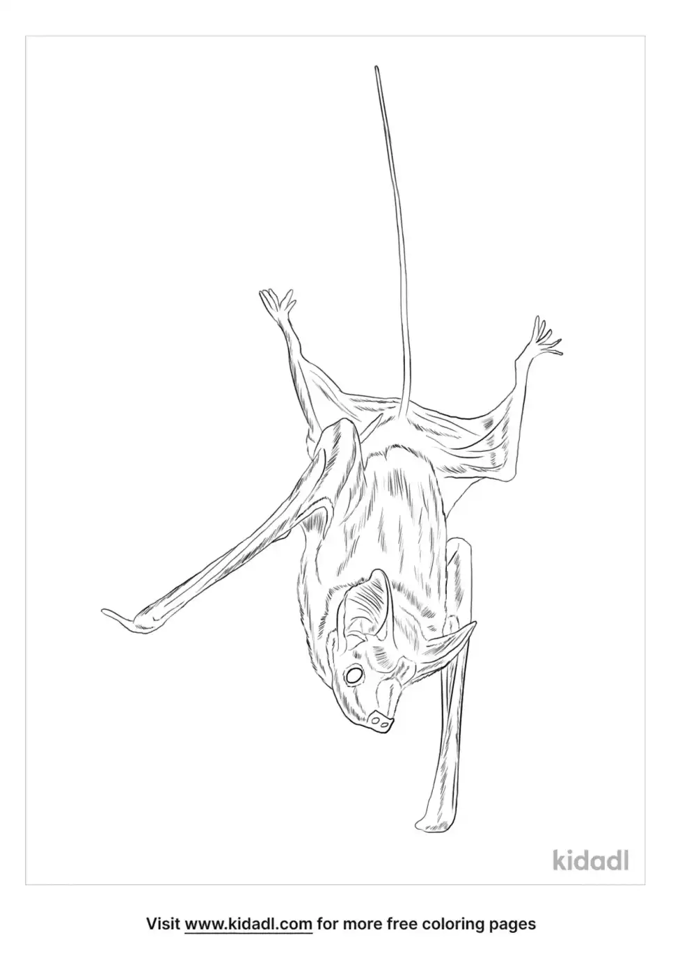 Mouse Tailed Bat Coloring Page
