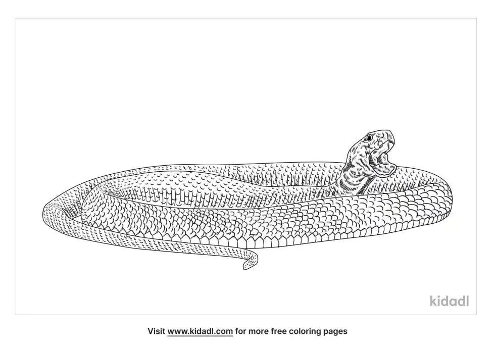Mozambique Spitting Cobra Coloring Page