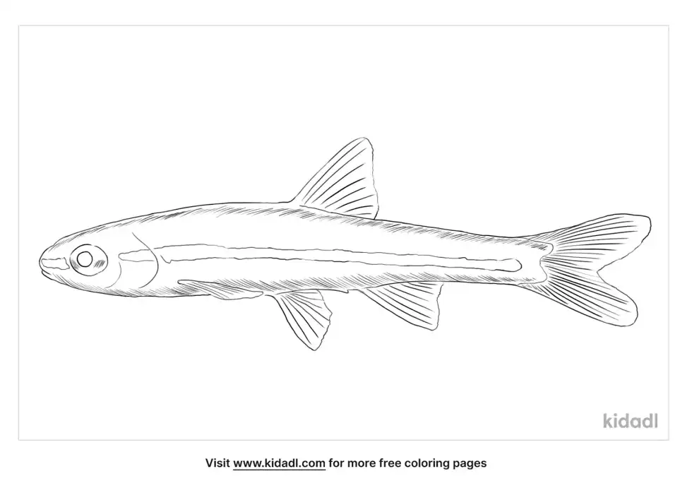 Blacknose Shiner Coloring Page