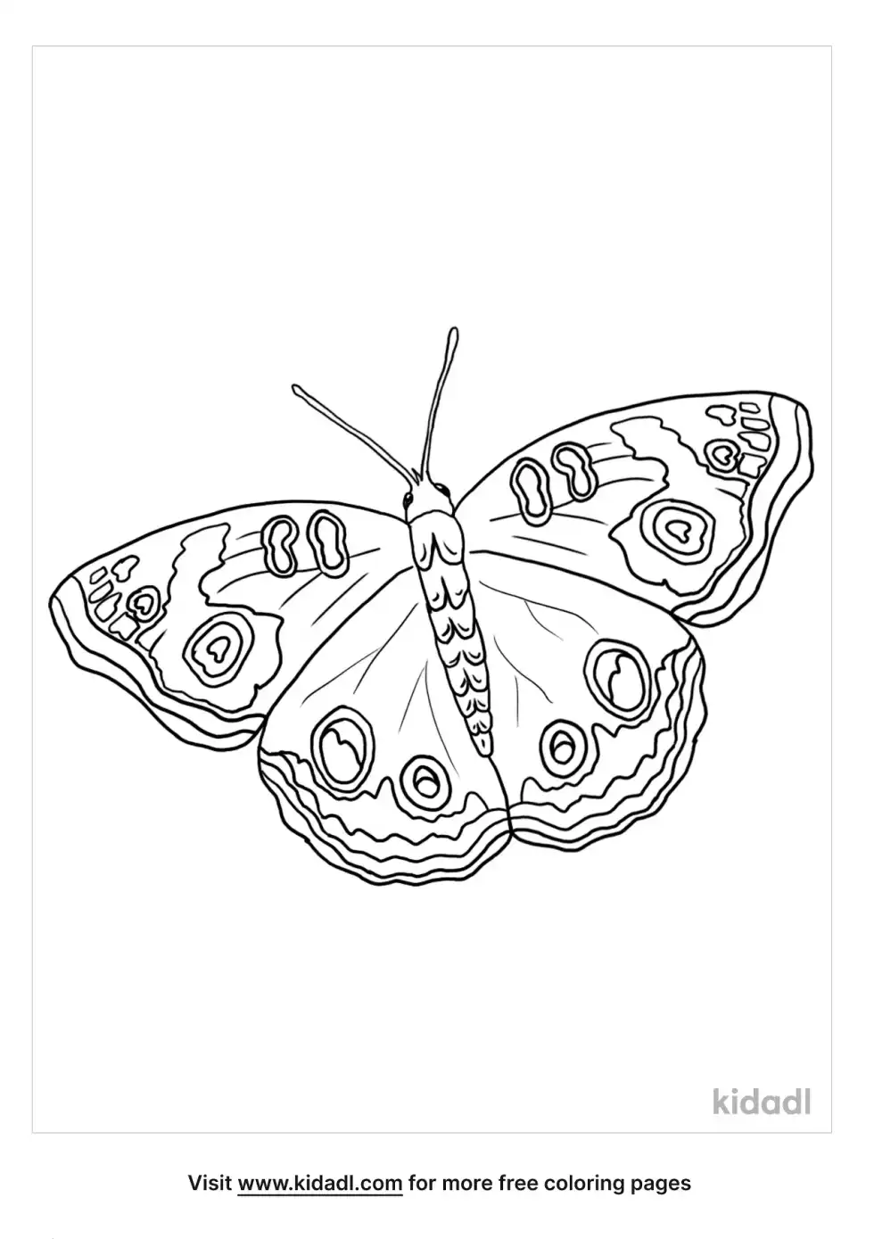 Buckeye Butterfly Coloring Page