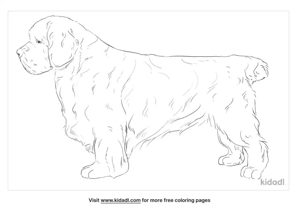 Clumber Spaniel Coloring Page