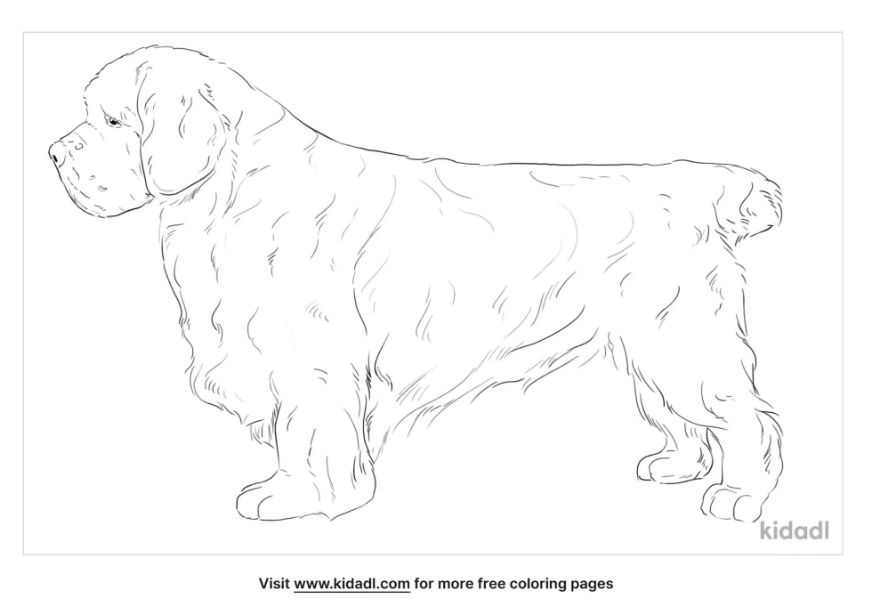 Clumber Spaniel Coloring Page