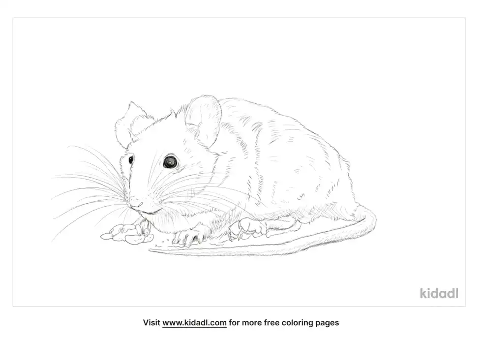 Dusky-Footed Woodrat Coloring Page