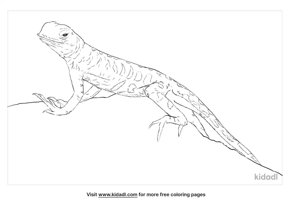 Earless Lizard Coloring Page