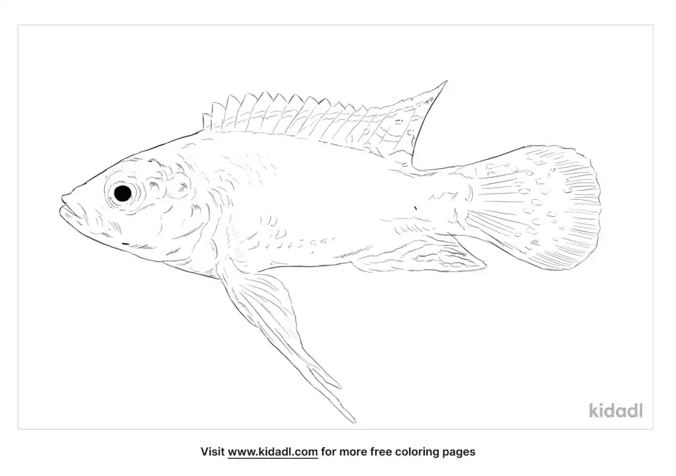 Egyptian Mouthbrooder Coloring Page