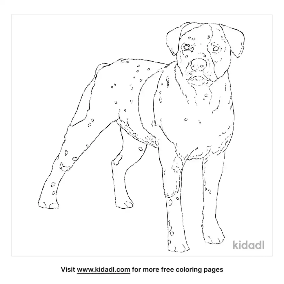 Bullmatian Coloring Page