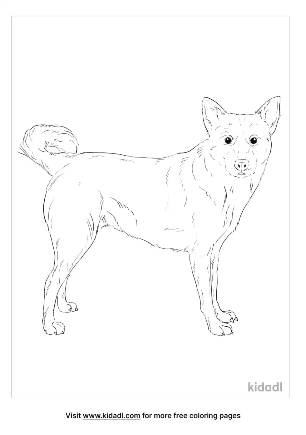 Canaan Dog Coloring Page