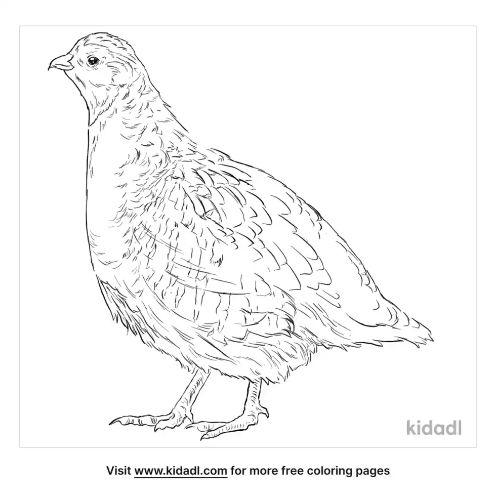 Gray Partridge Coloring Page