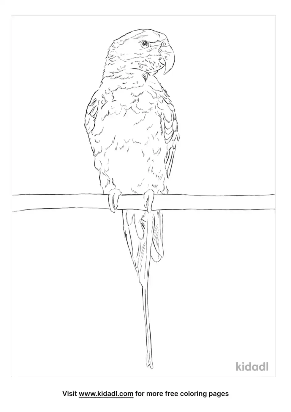Derbyan Parakeet Coloring Page