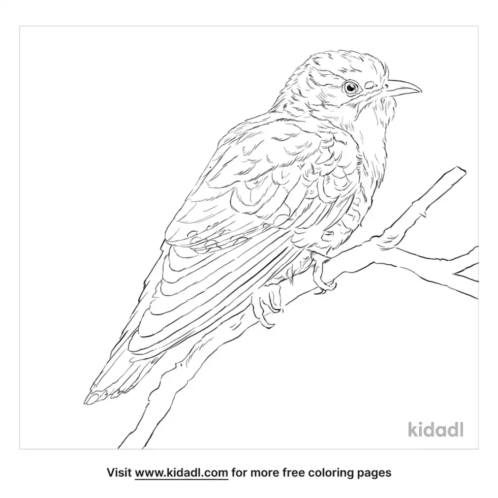 Diederik Cuckoo Coloring Page